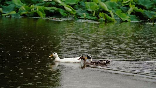 夏日荷塘里戏水的鸭子野鸭视频的预览图
