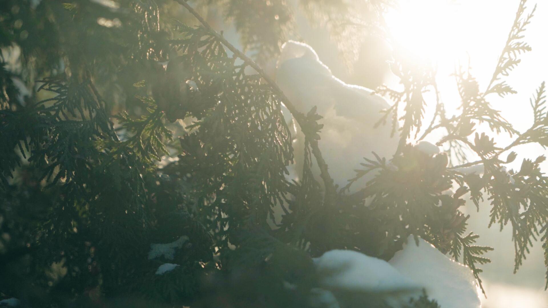 冬天阳光透过积雪松柏树洒下视频的预览图