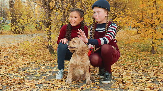 两个女孩青少年坐在秋天的公园里可卡犬狗微笑的女孩是黄色的视频的预览图