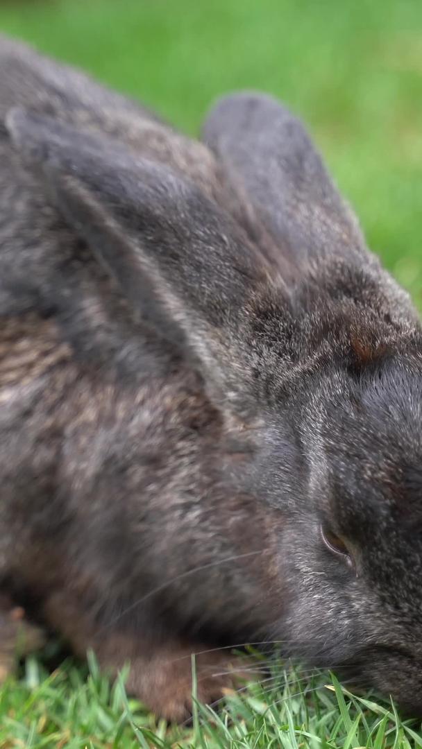 宠物公园里的兔子活动吃饭视频的预览图