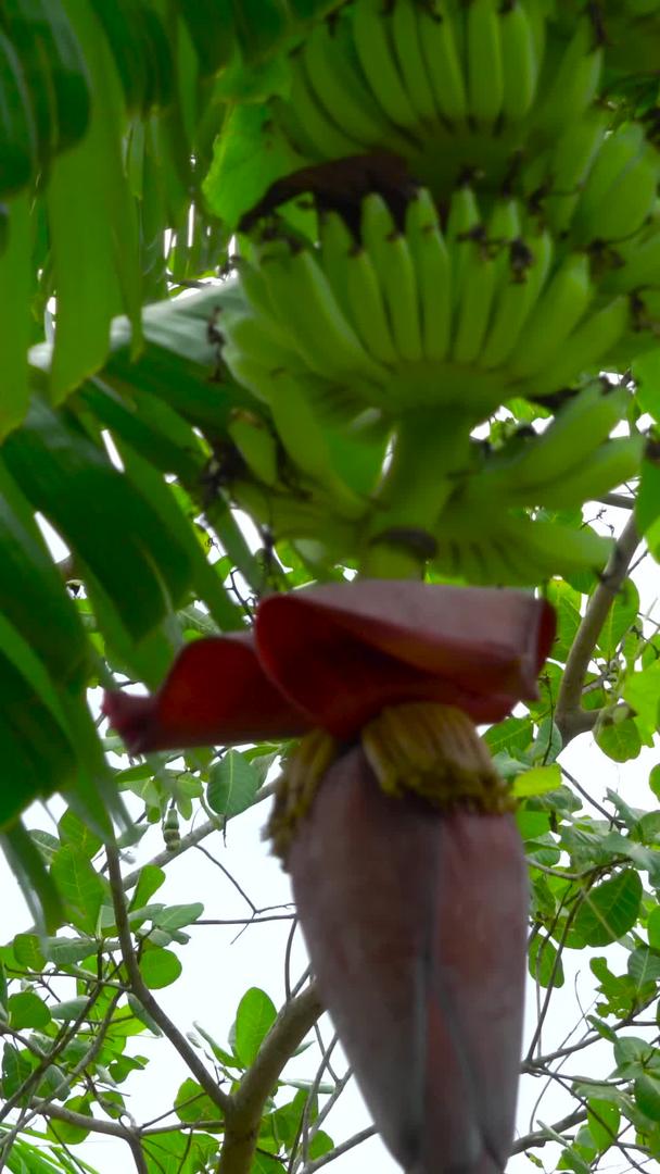 香蕉花香蕉幼果收藏视频的预览图