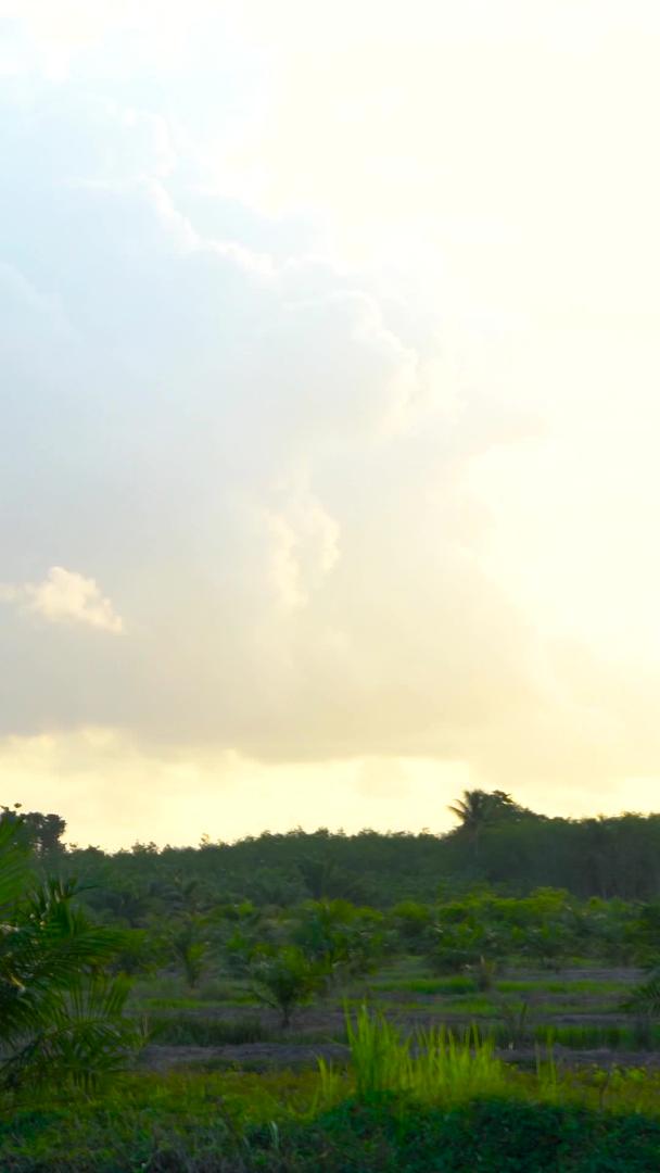 日出的阳光落在棕榈油树林的延时树林里视频的预览图