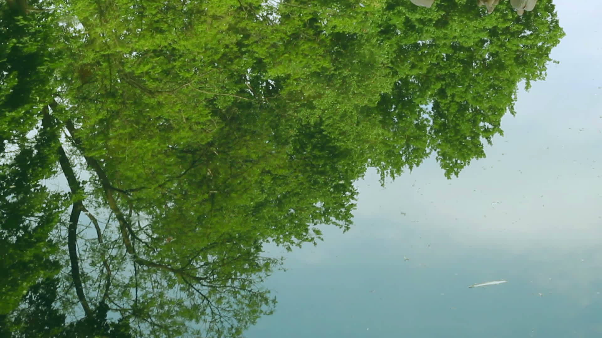 一群水鸟坐在湖中的树上视频的预览图