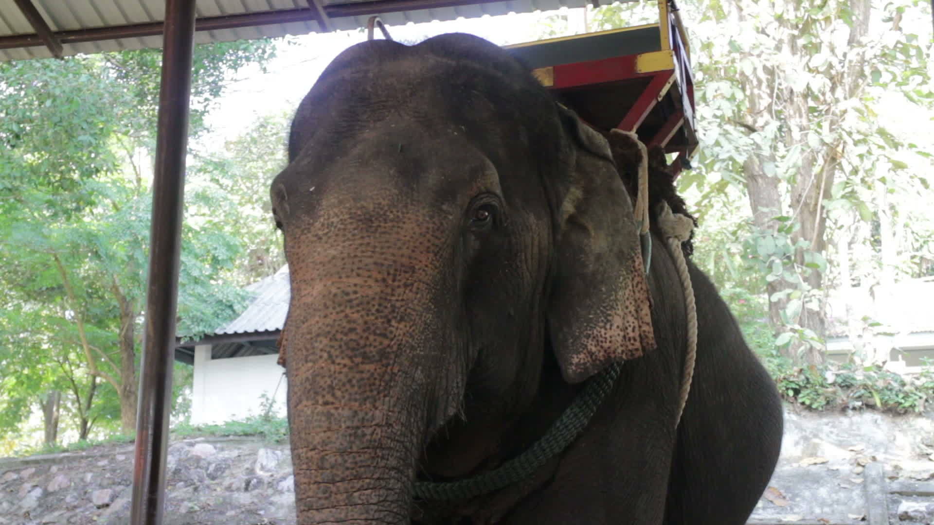 等待游客的雌性大象视频的预览图