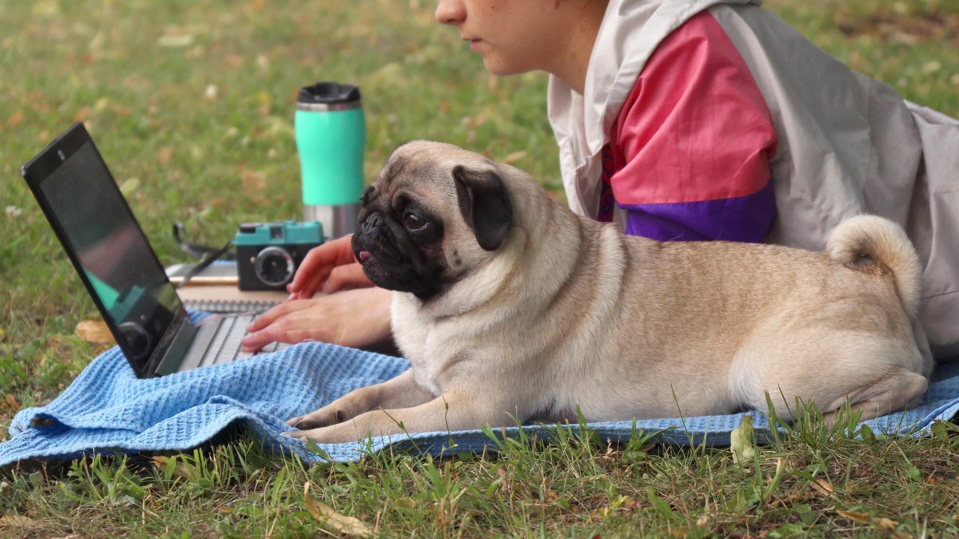 在草坪上用笔记本电脑打字和她的狗躺在草坪上视频的预览图