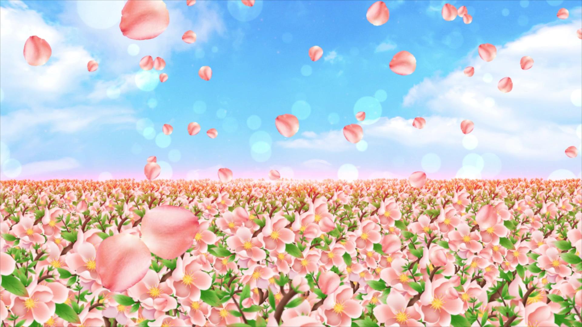 美丽的花朵4K春天舞台背景素材视频的预览图