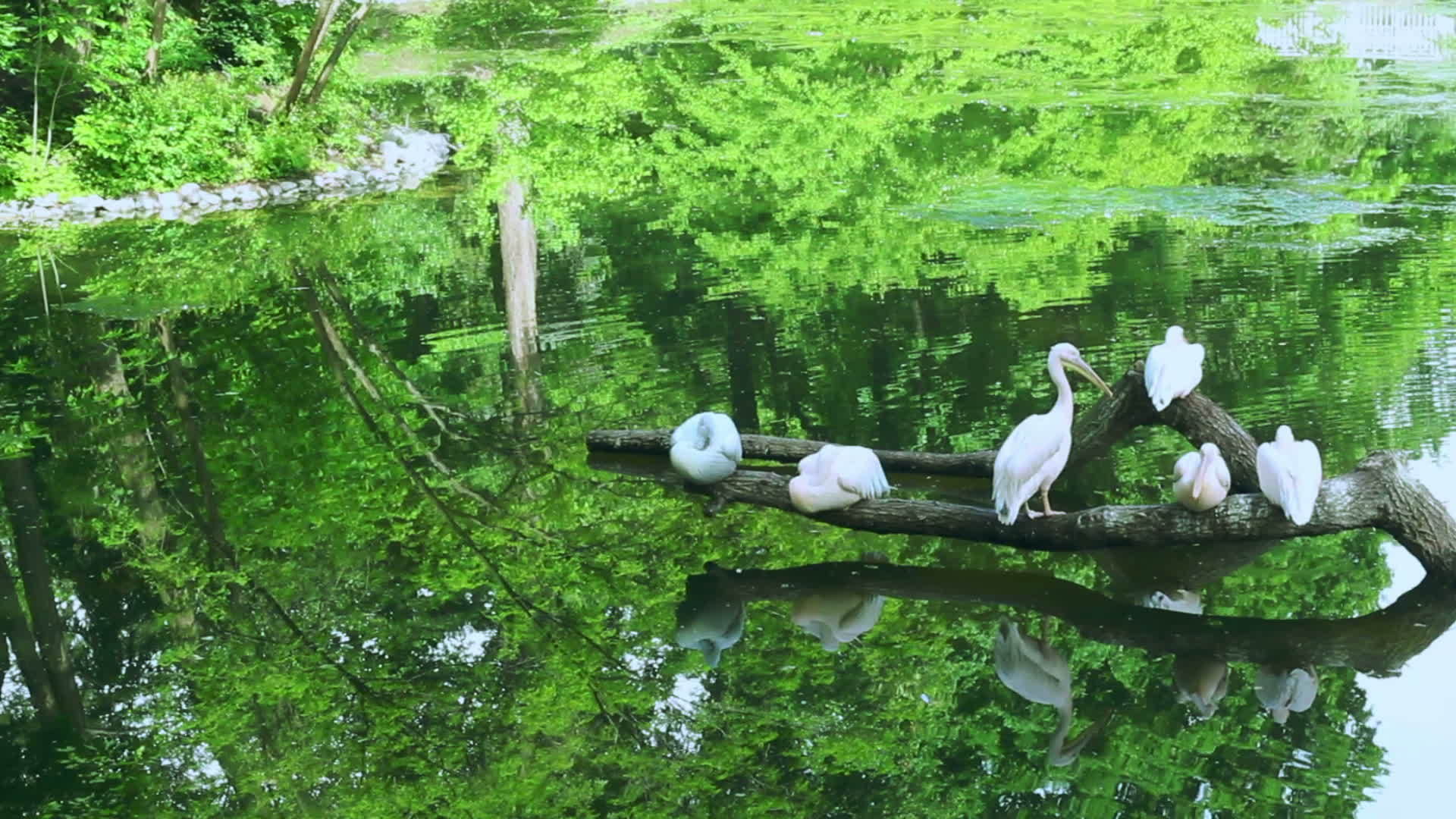 一群玫瑰和白色坐在动物园的落树上视频的预览图