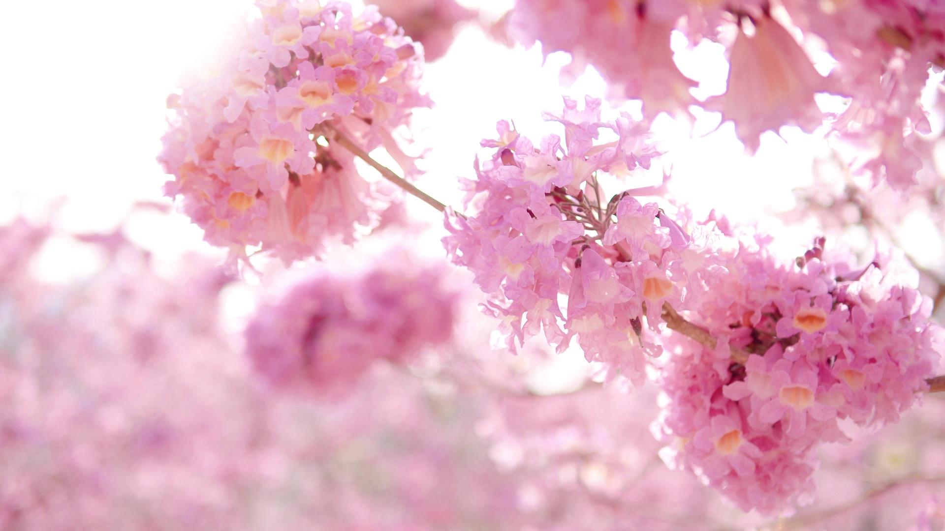 春暖花开小清新粉色风铃花视频的预览图