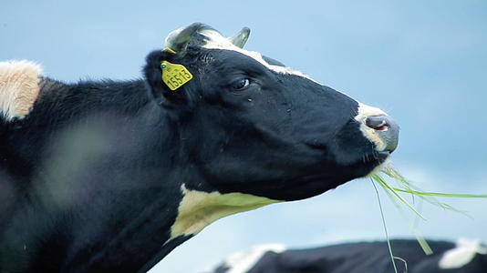 农场牛放牧牛场吃草奶牛视频的预览图