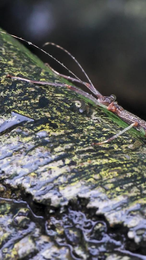 竹节虫的微距拍摄视频的预览图
