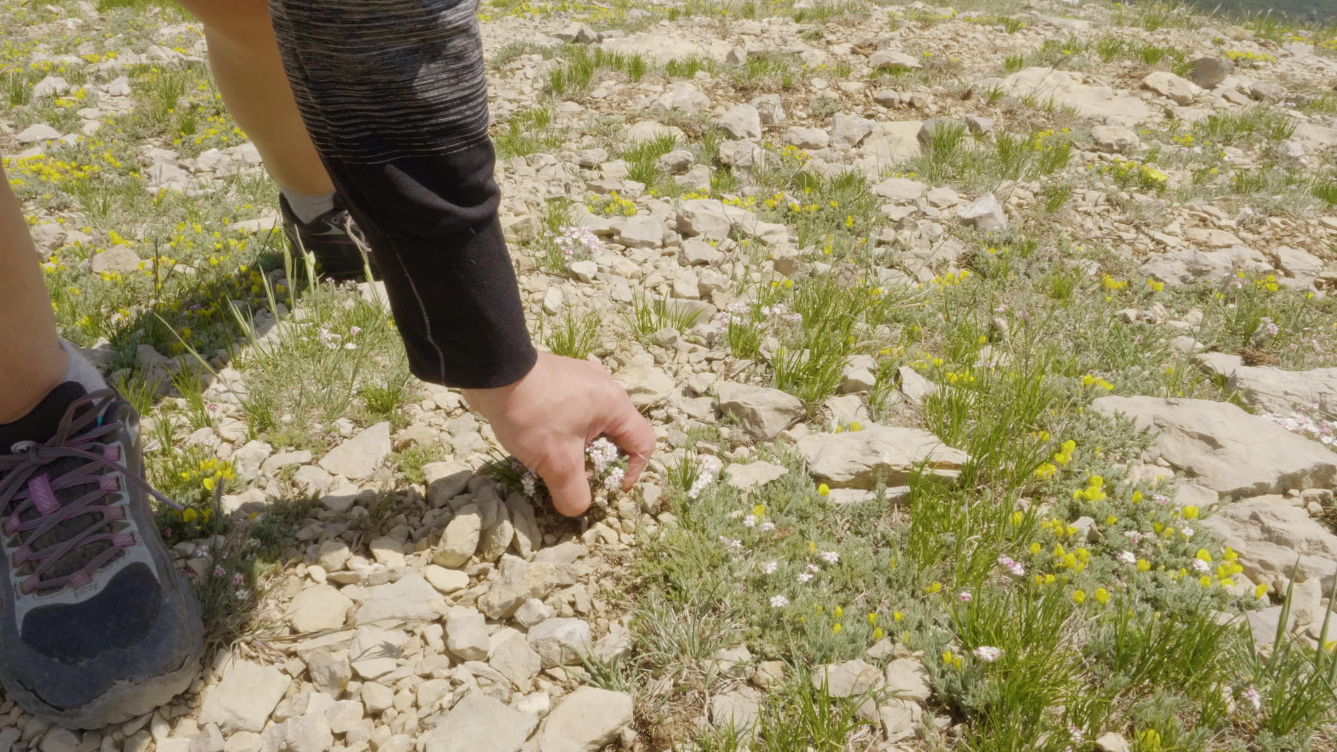夏天在山上徒步旅行时妇女从岩石地球上挖花视频的预览图