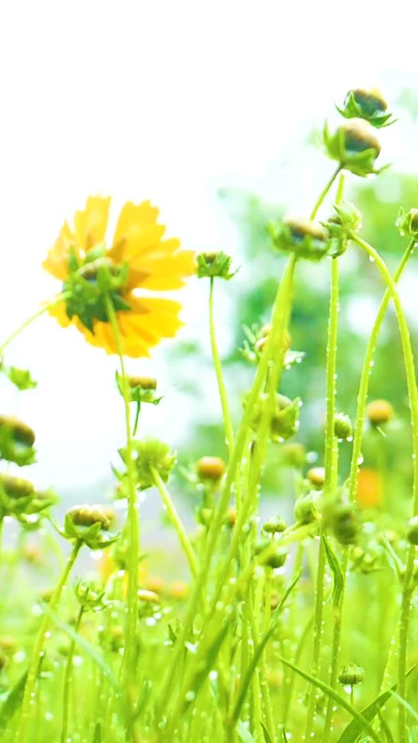 清纯的黄花在盛夏雨中视频的预览图