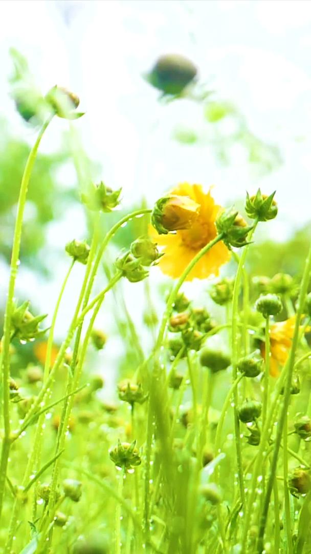 清纯的黄花在盛夏雨中视频的预览图