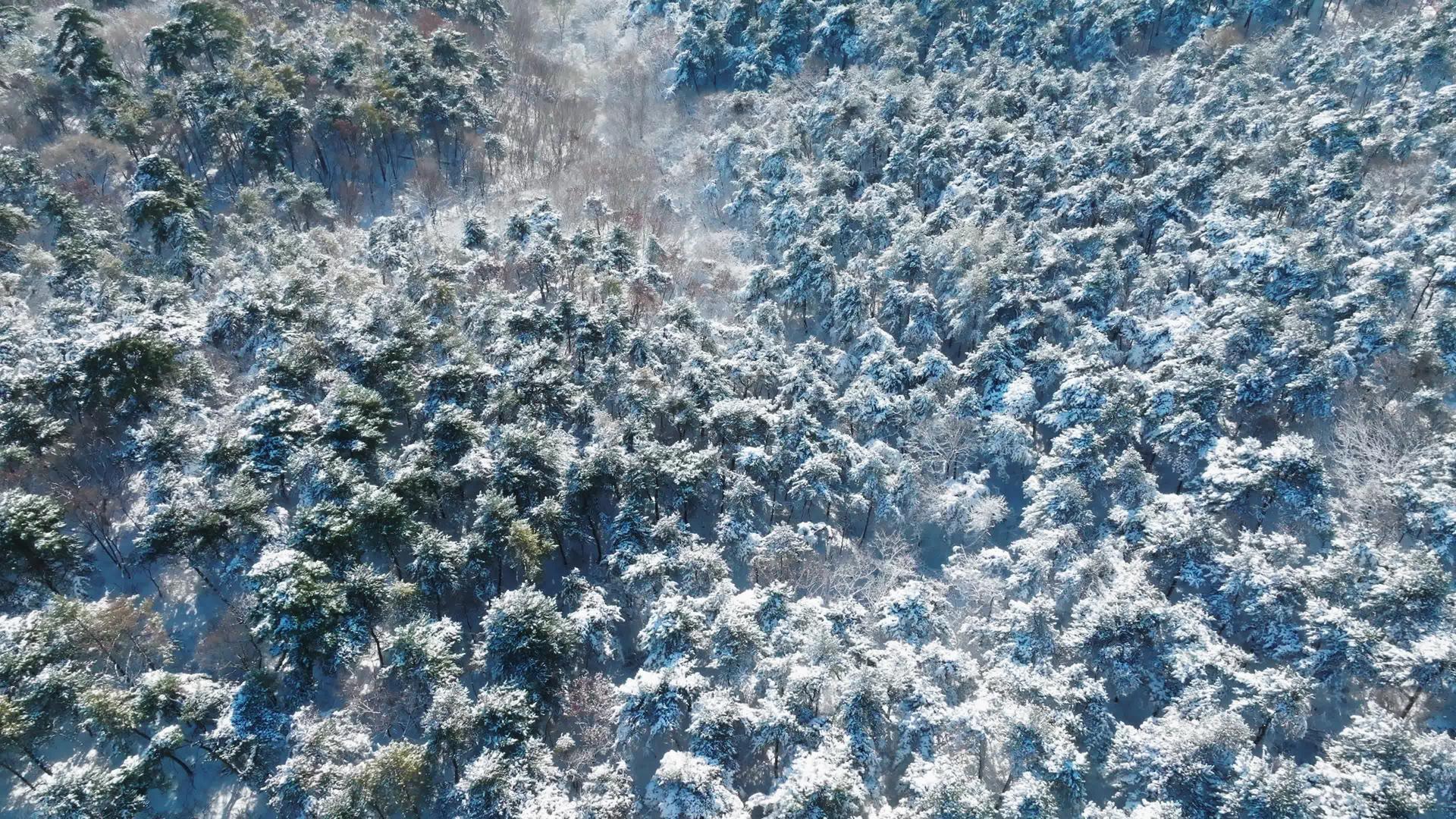 冬天航拍树海树挂雪景视频的预览图