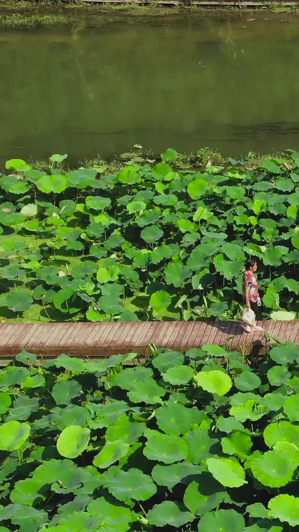 航拍十里河廊荷花池游客旅游视频的预览图