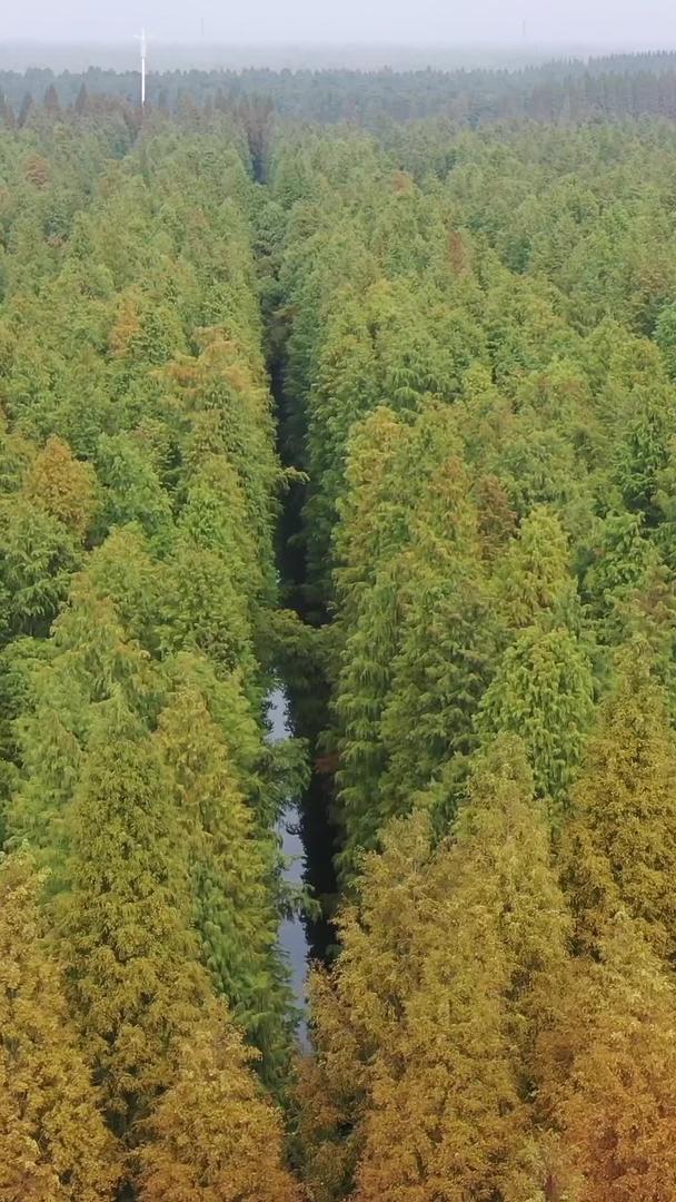 江苏省淮安金湖水上森林视频的预览图