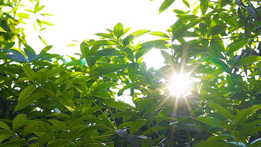 4k实拍夏日风光阳光透过树叶空镜头视频的预览图