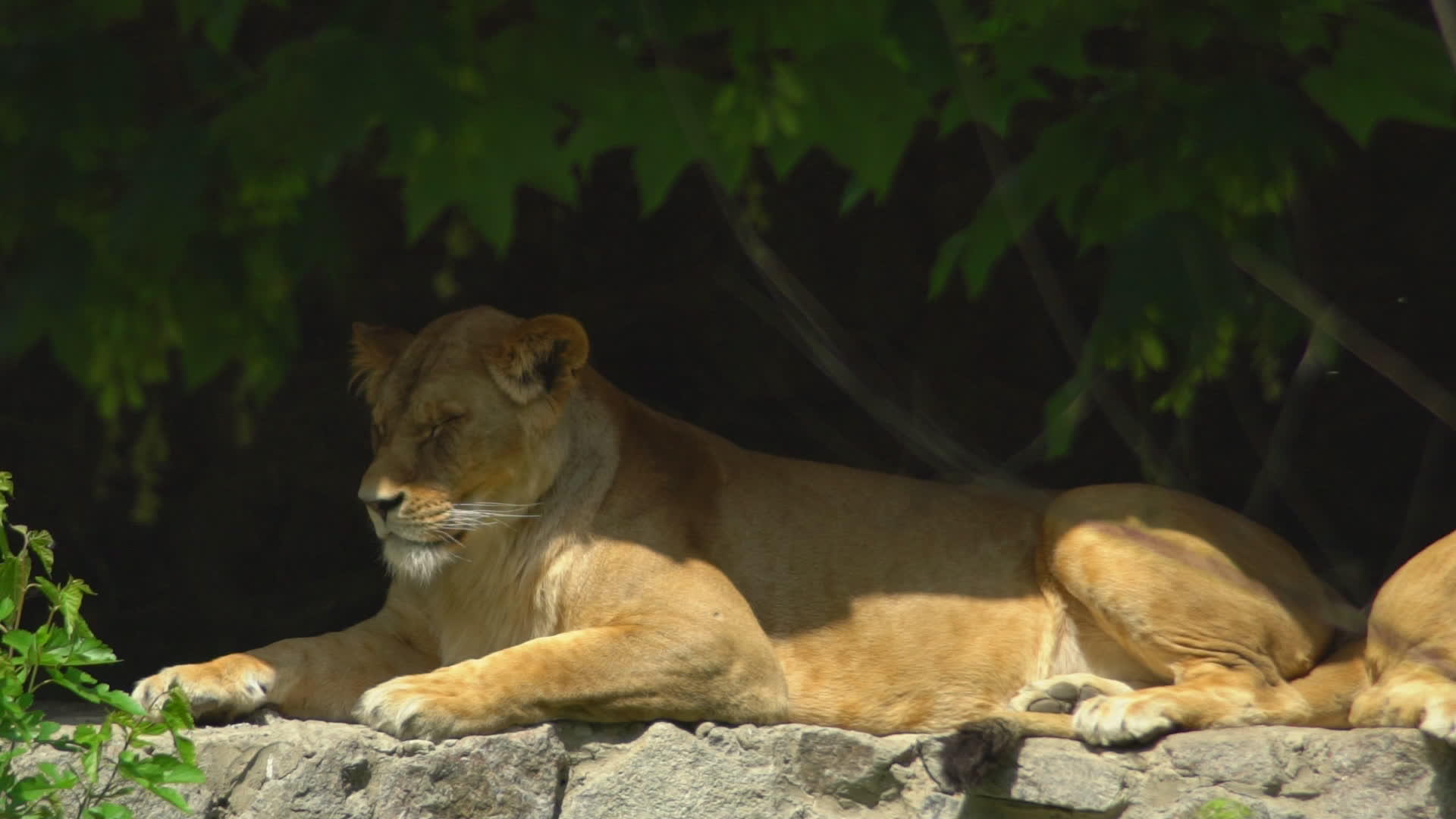 狮子睡在动物园的岩石上或者闭上眼睛享受树木的阴影视频的预览图