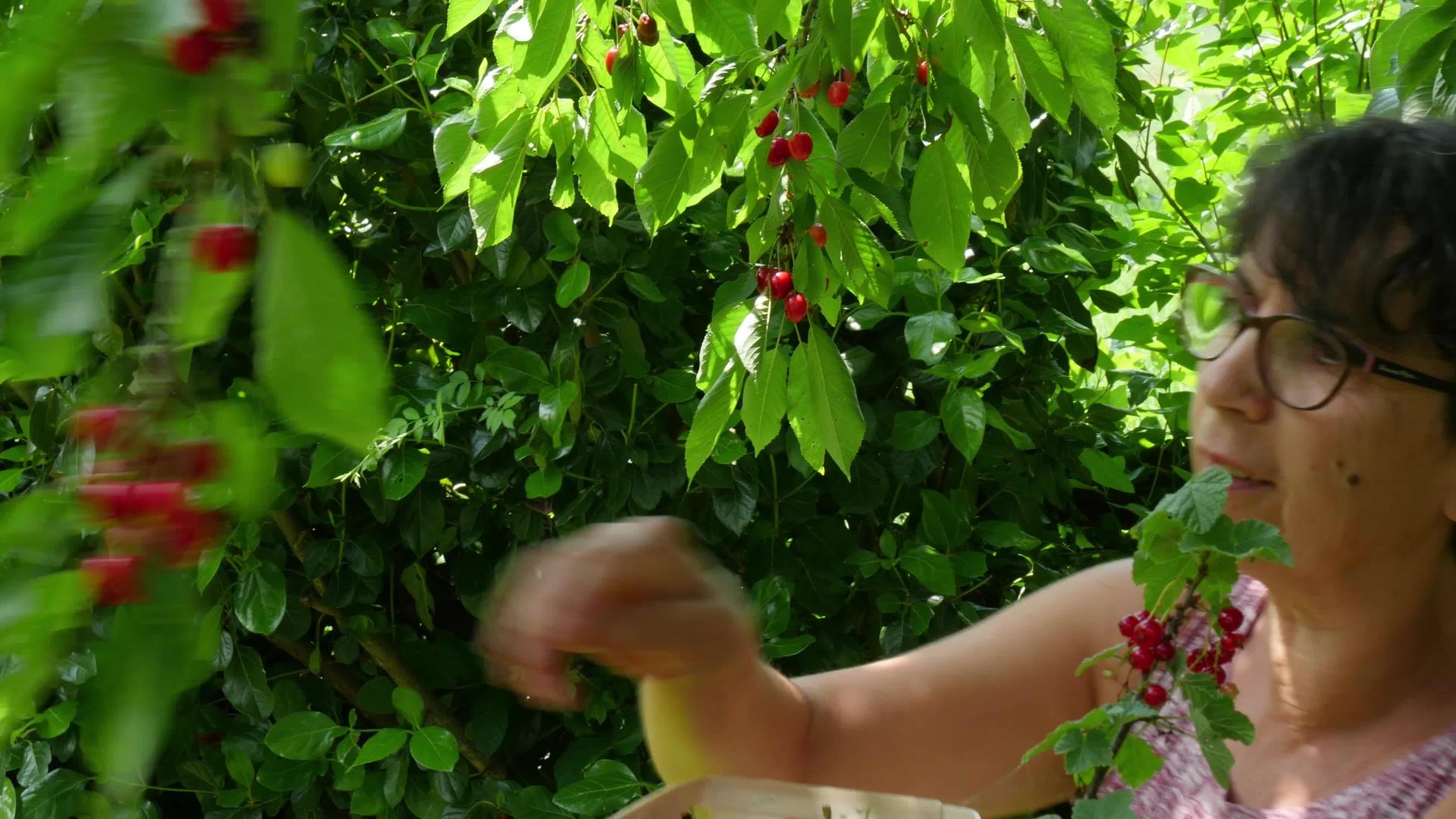 夏天女人从花园的树上摘红樱桃视频的预览图