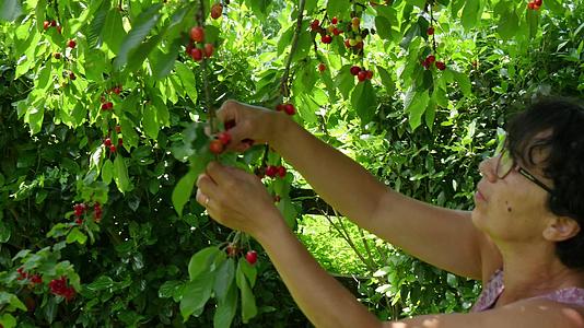 夏天女人从花园的树上摘红樱桃视频的预览图