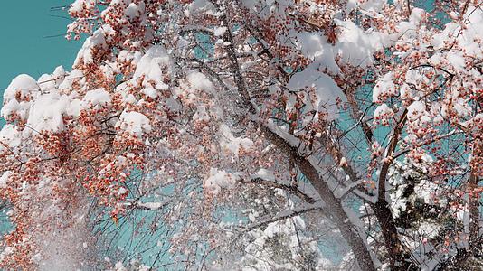 冬天树上挂着雪视频的预览图