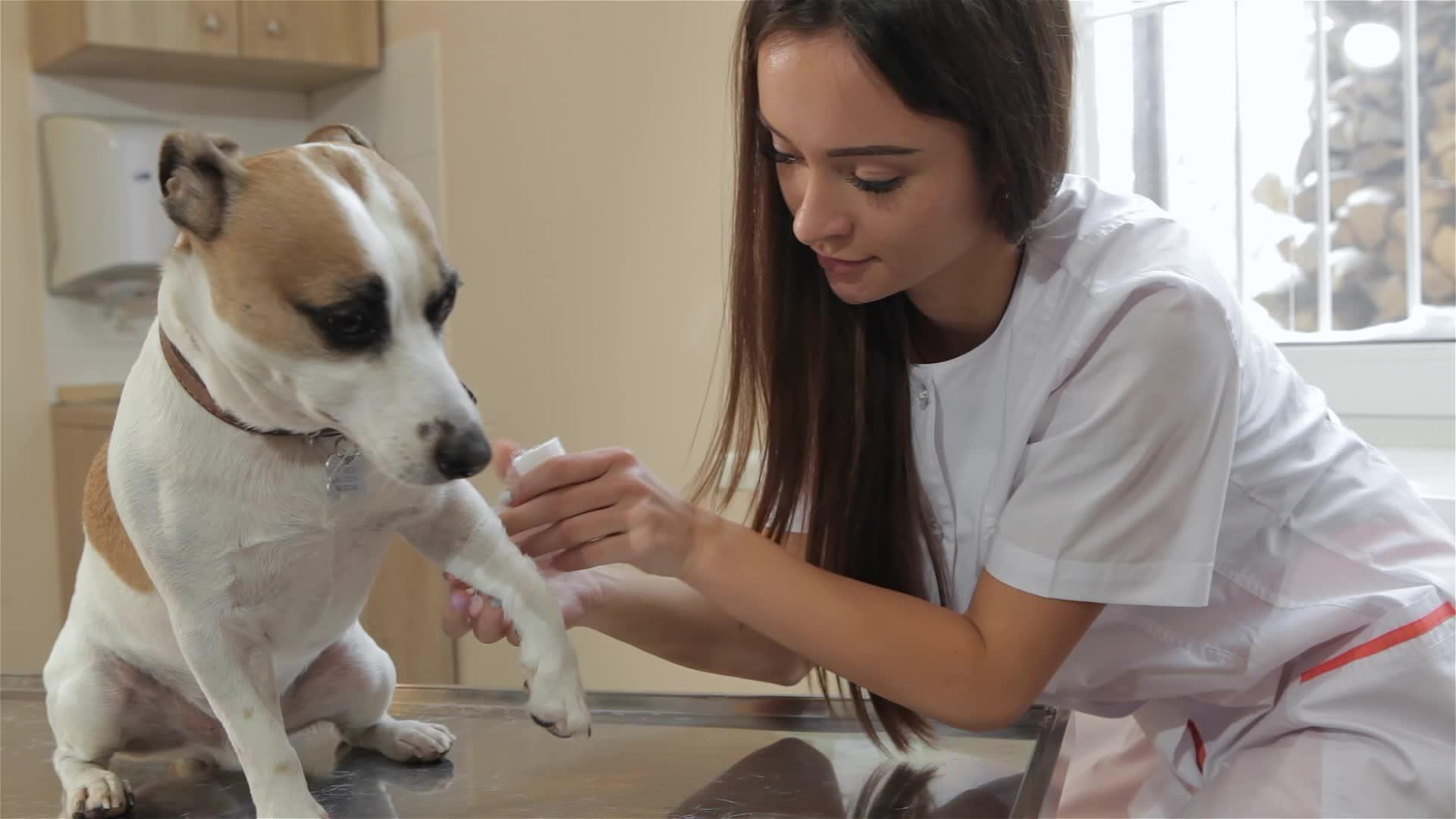 女兽医绷带狗腿视频的预览图