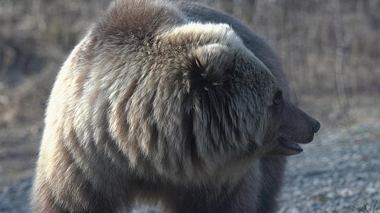 饥饿的野生恰特卡棕熊Kamchatkabrownbear视频的预览图