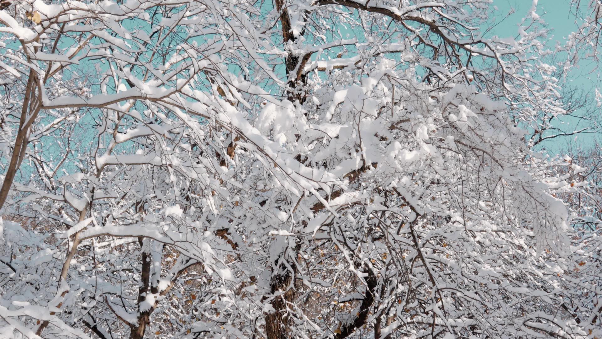 冬季树挂视频的预览图
