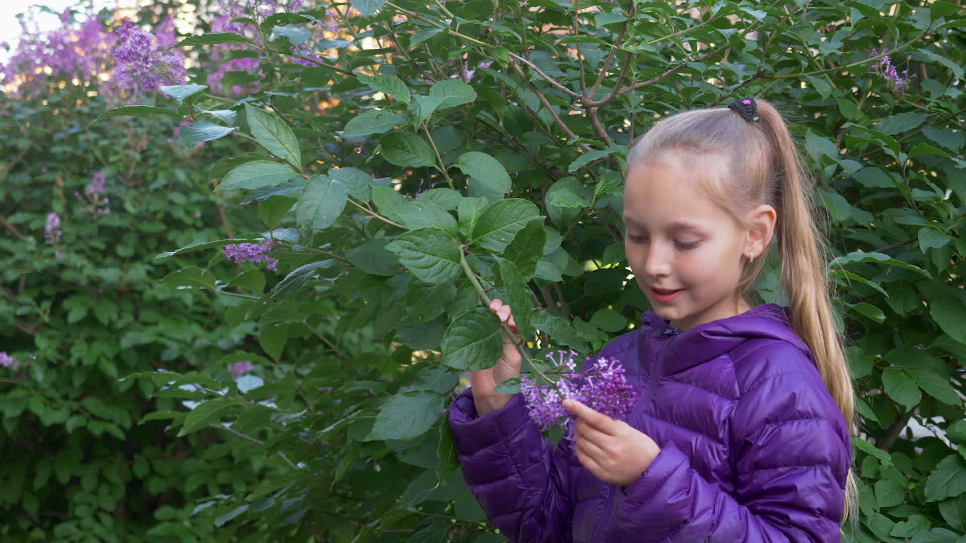春天穿着紫色夹克的年轻女孩在花园里嗅着丁香视频的预览图