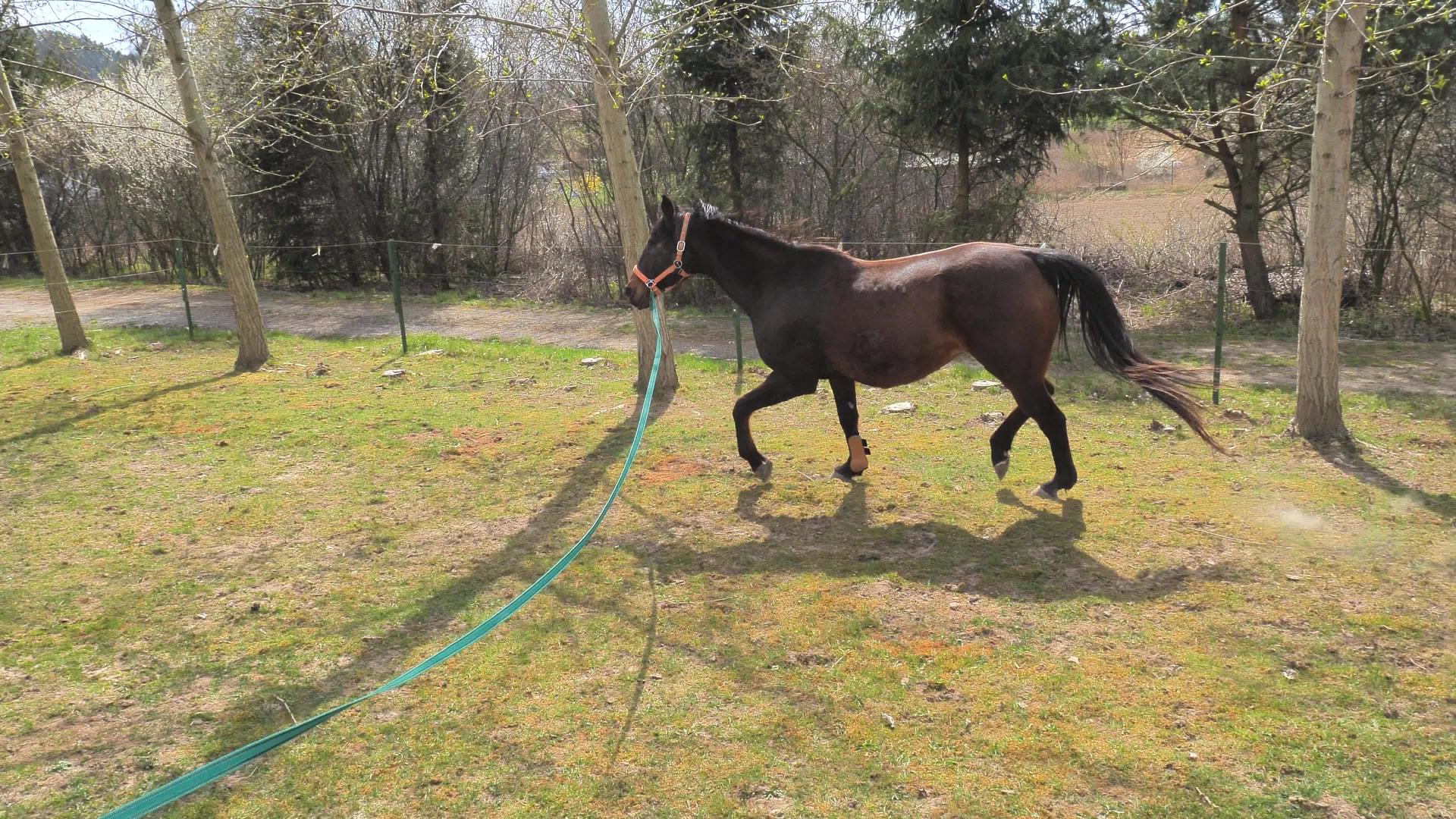 一匹马和一个马马头在一个圆形的畜栏里漫步时的肖像这种动物非常平静视频的预览图