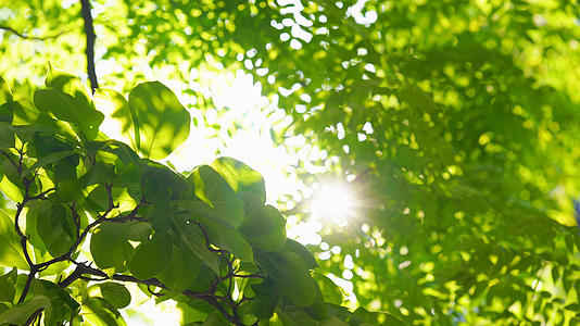 4k实拍夏日阳光透过树叶意境空镜头视频的预览图