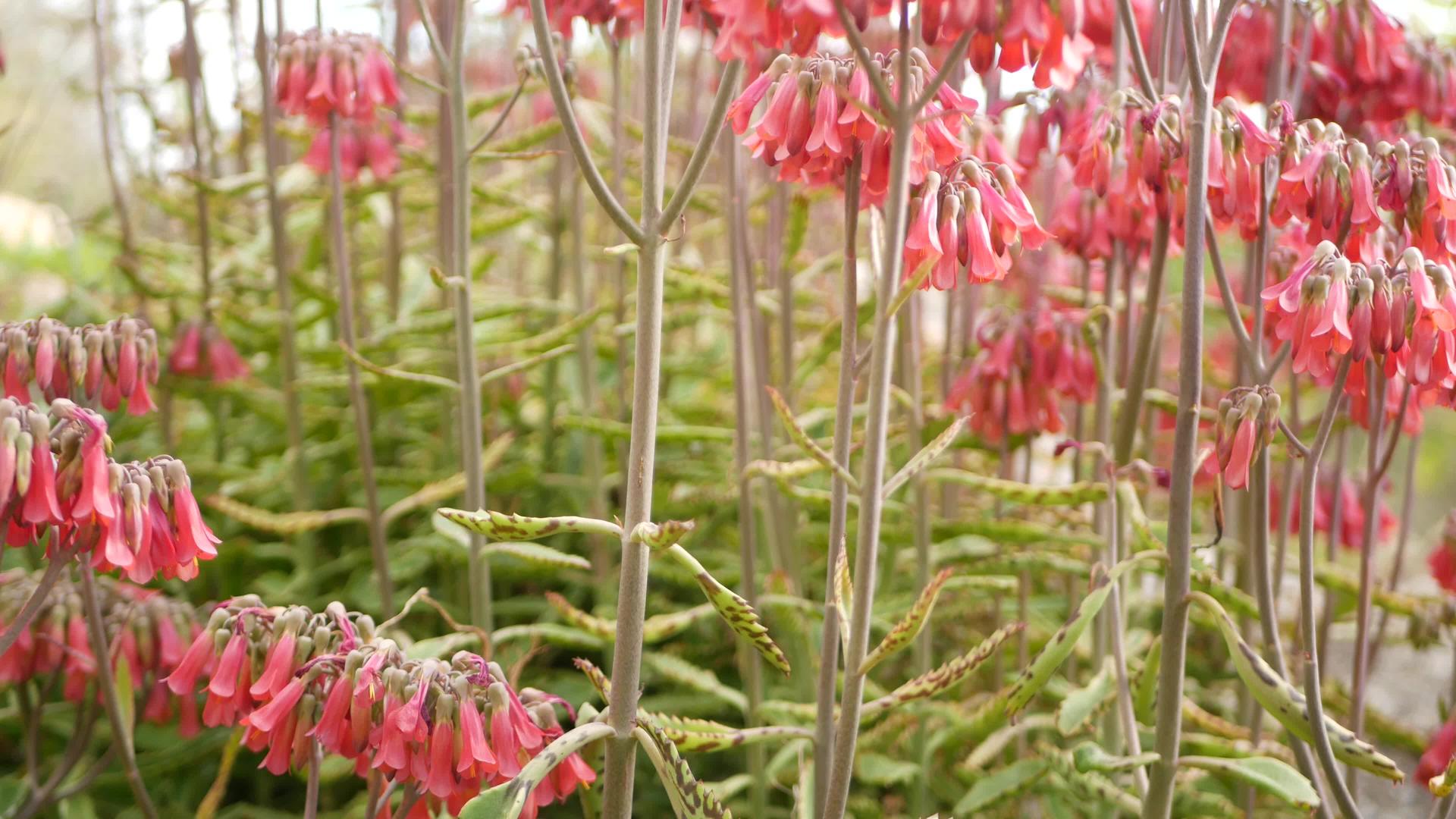 加利福尼亚花园里的幸运铃铛是粉红色的是春花的母亲视频的预览图