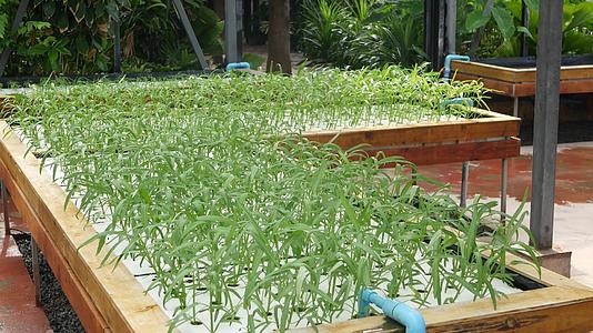 矩形木箱配有灌溉系统绿色植物生长富含维生素视频的预览图