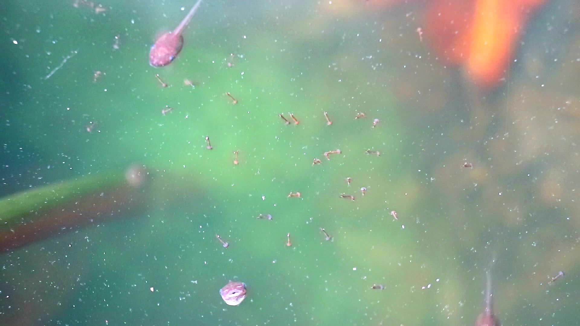 幼虫和食物在水泡中视频的预览图