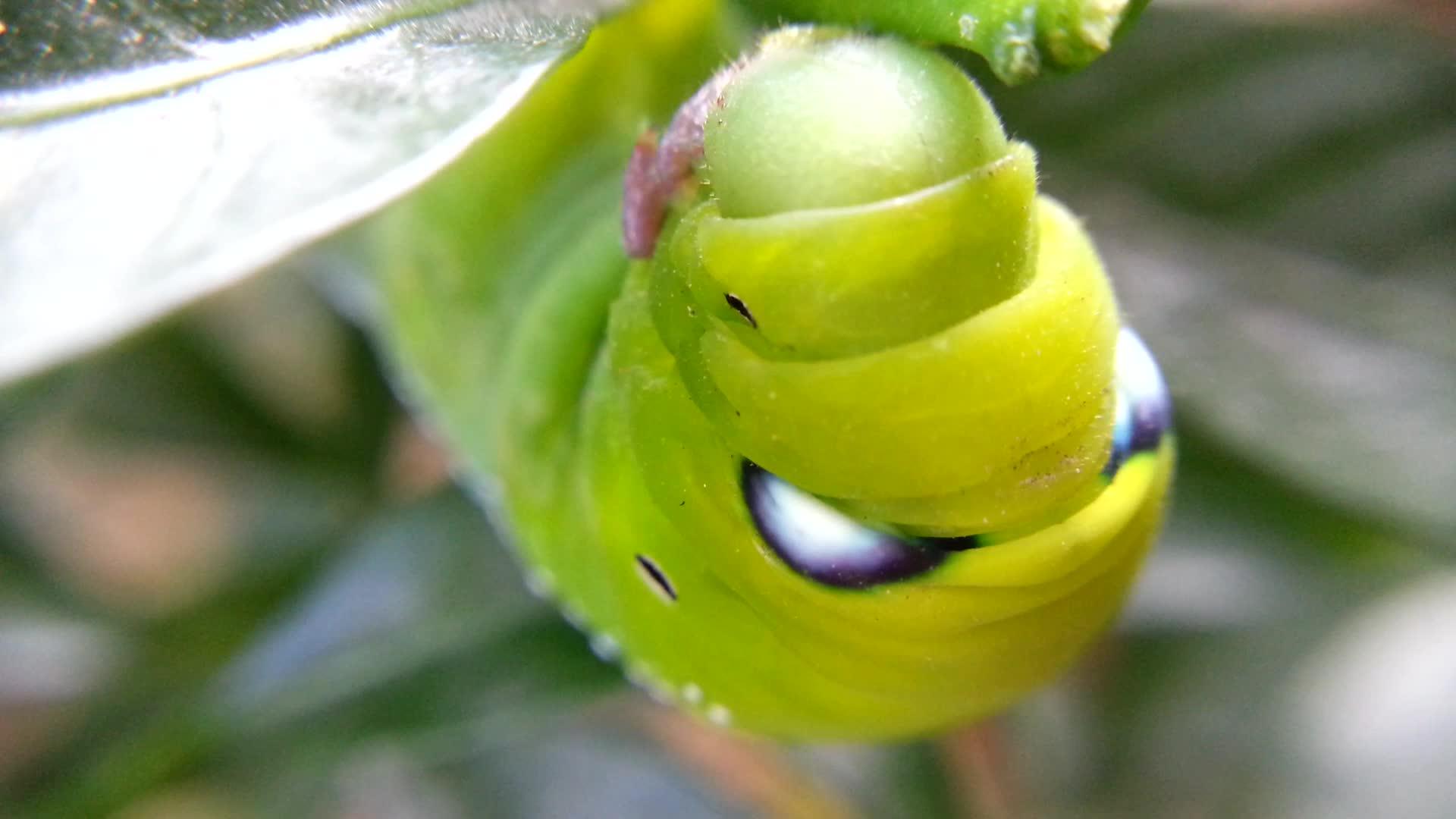 飞蛾幼虫或毛虫呼吸宏观视频的预览图