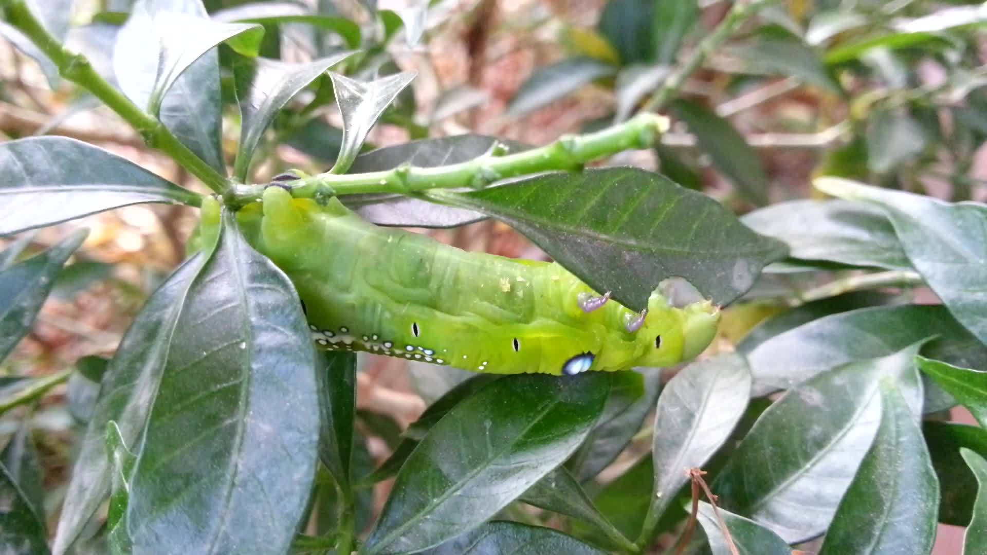 飞蛾幼虫或吃叶子的毛虫视频的预览图