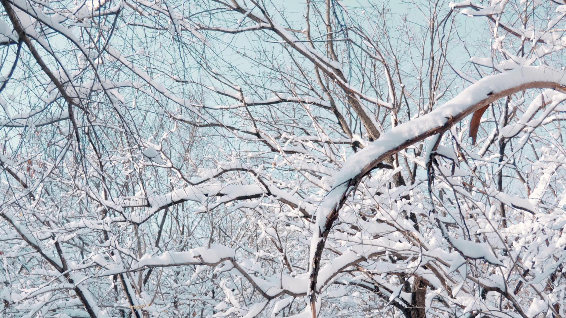 冬天雪景树4k视频的预览图