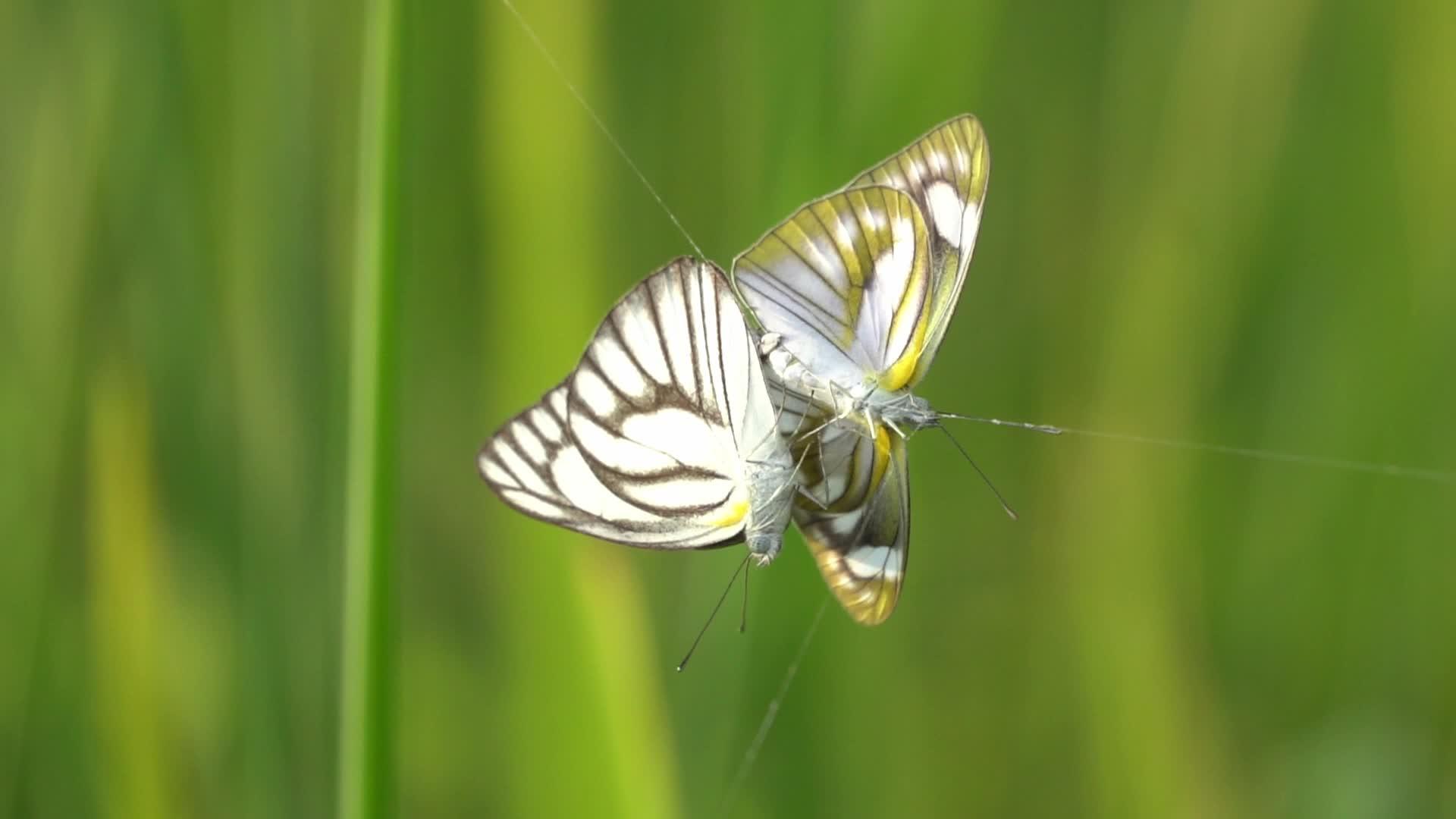 慢动作蝴蝶蝴蝶被蜘蛛网捕捉到视频的预览图