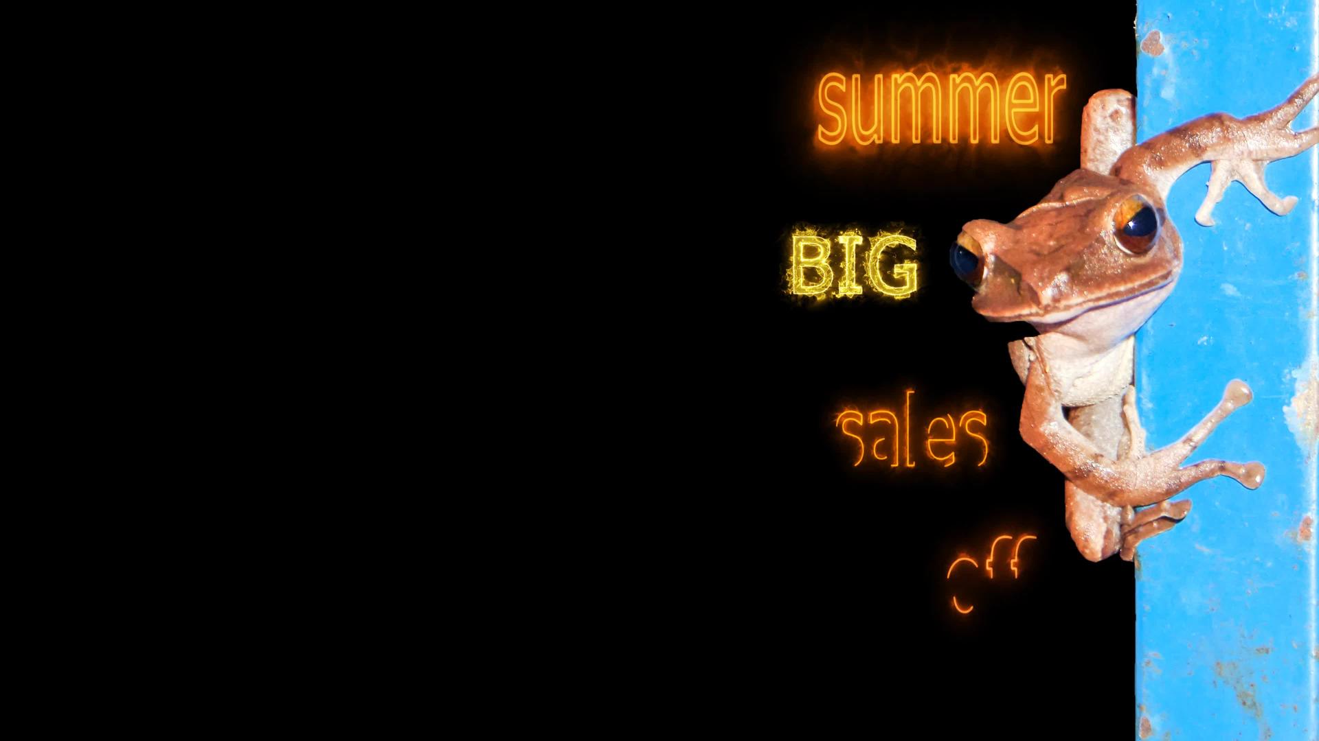 夏季大销售每期80篇有动物背景的文本视频的预览图