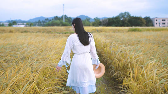 4K稻田里的女孩视频的预览图