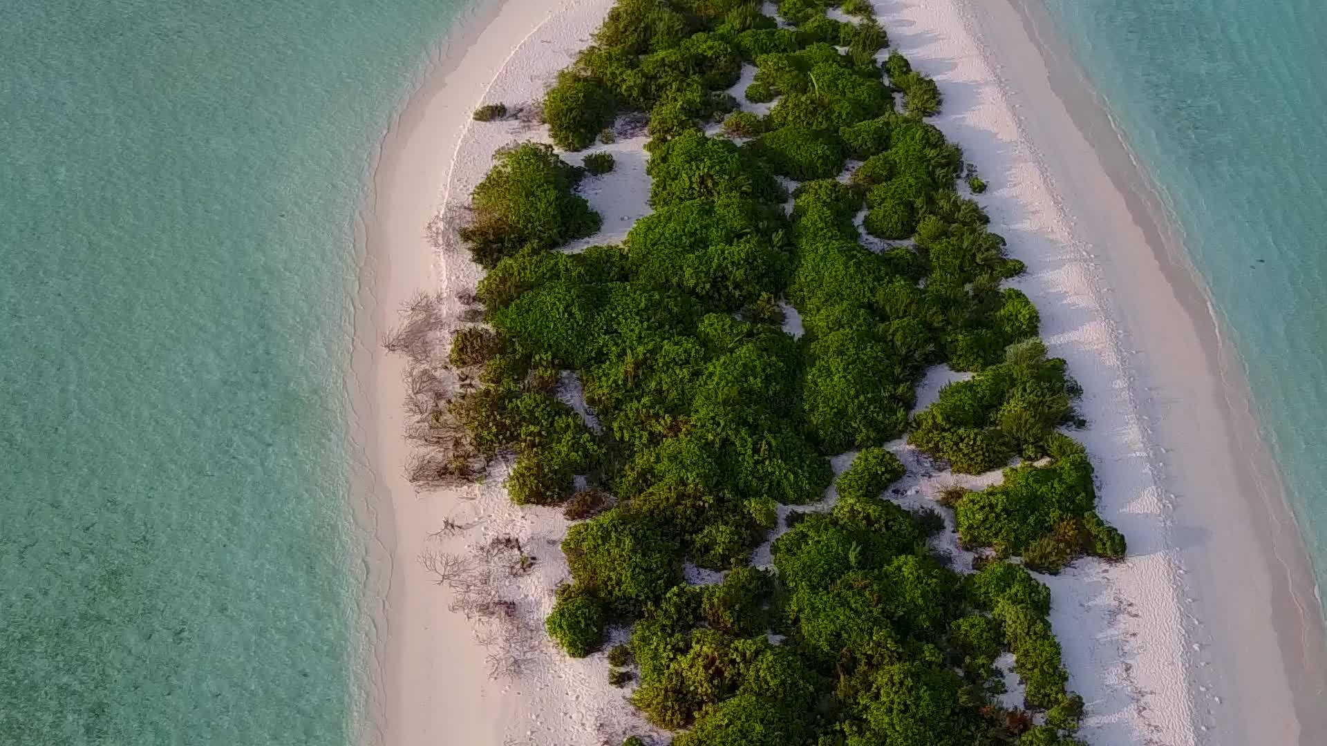 蓝色环礁湖和接近冲浪的白色海滩背景中的奇怪海滩野生生物视频的预览图