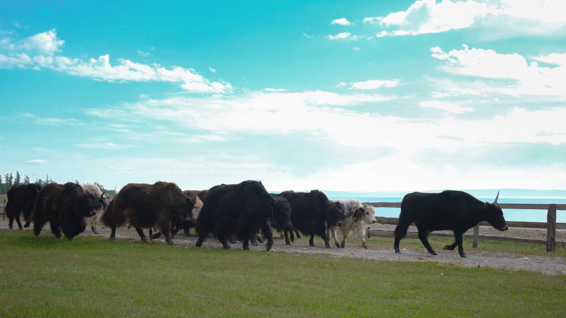 奔跑的牛群4K视频的预览图