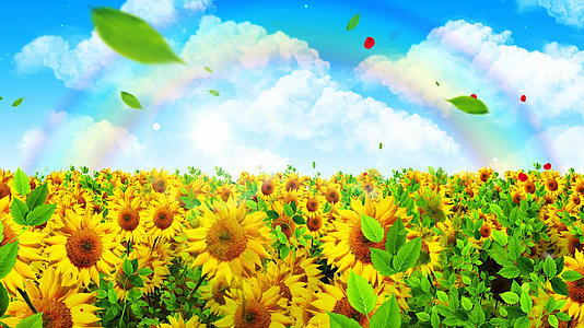 4K唯美的彩虹向日葵背景素材视频的预览图