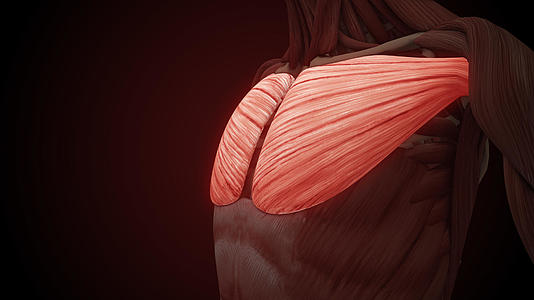 4K男性胸肌肌肉结构视频的预览图