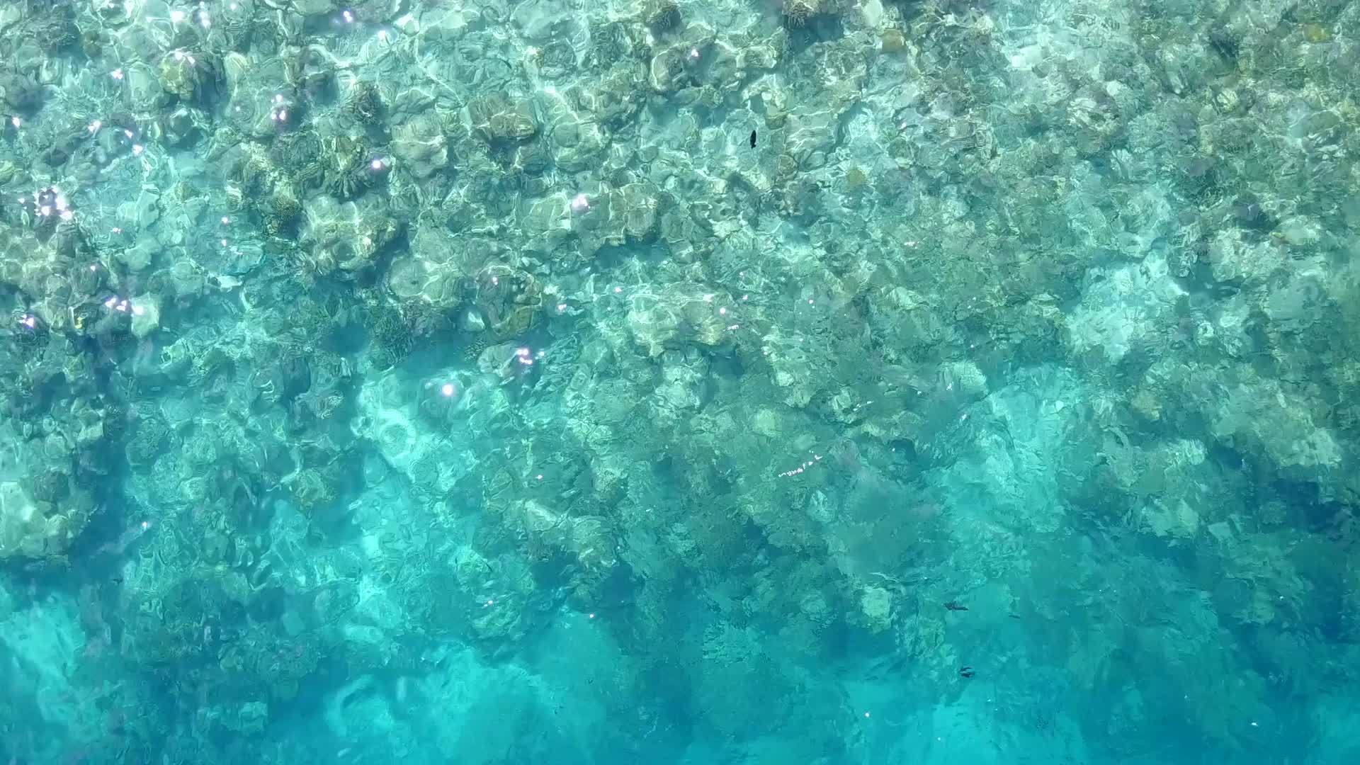白色沙滩附近的蓝色海洋和棕榈地视频的预览图