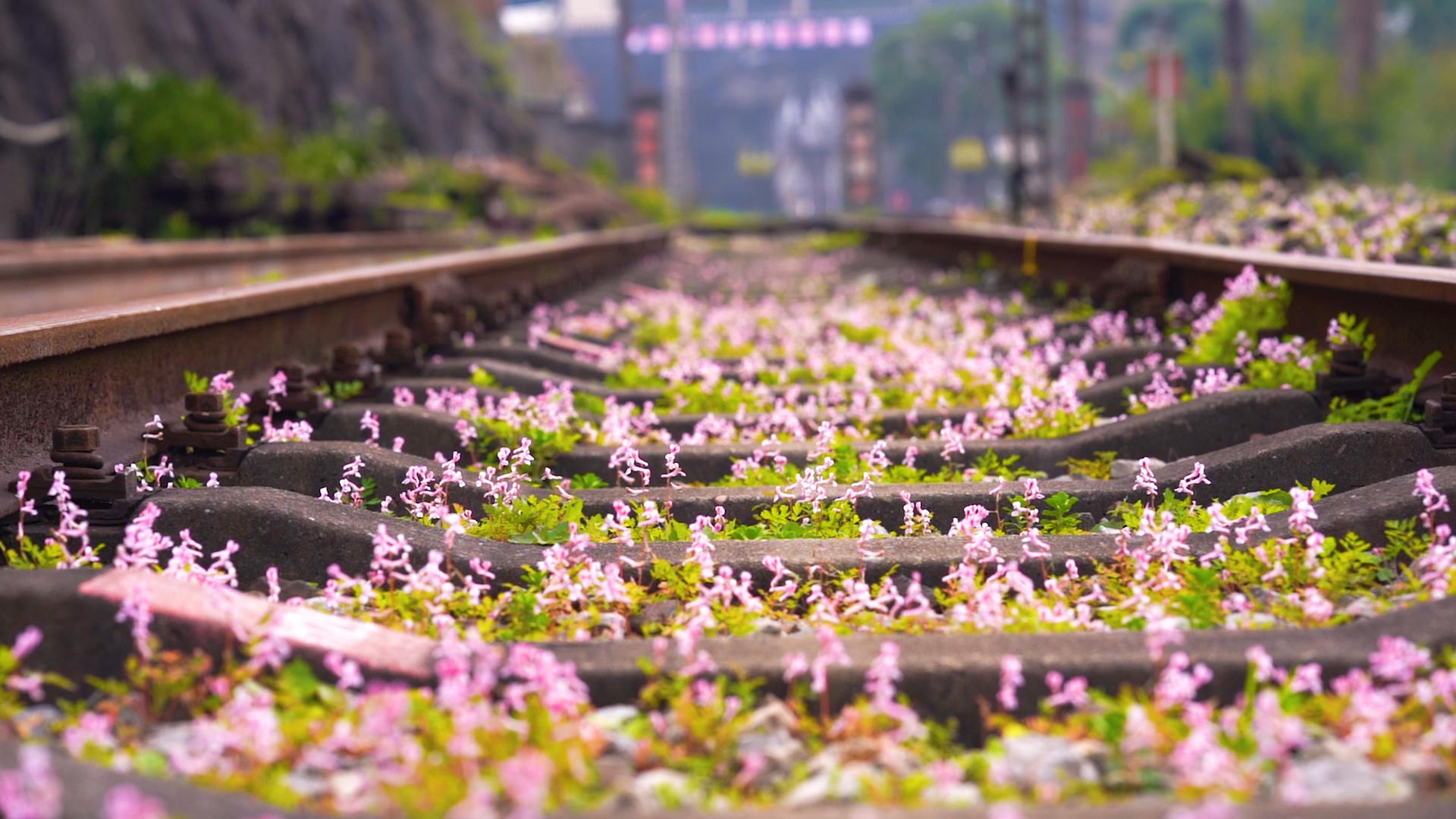 春天铁轨里盛开的小花花唯美意境视频的预览图