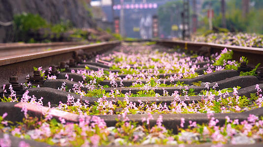 春天铁轨里盛开的小花花唯美意境视频的预览图