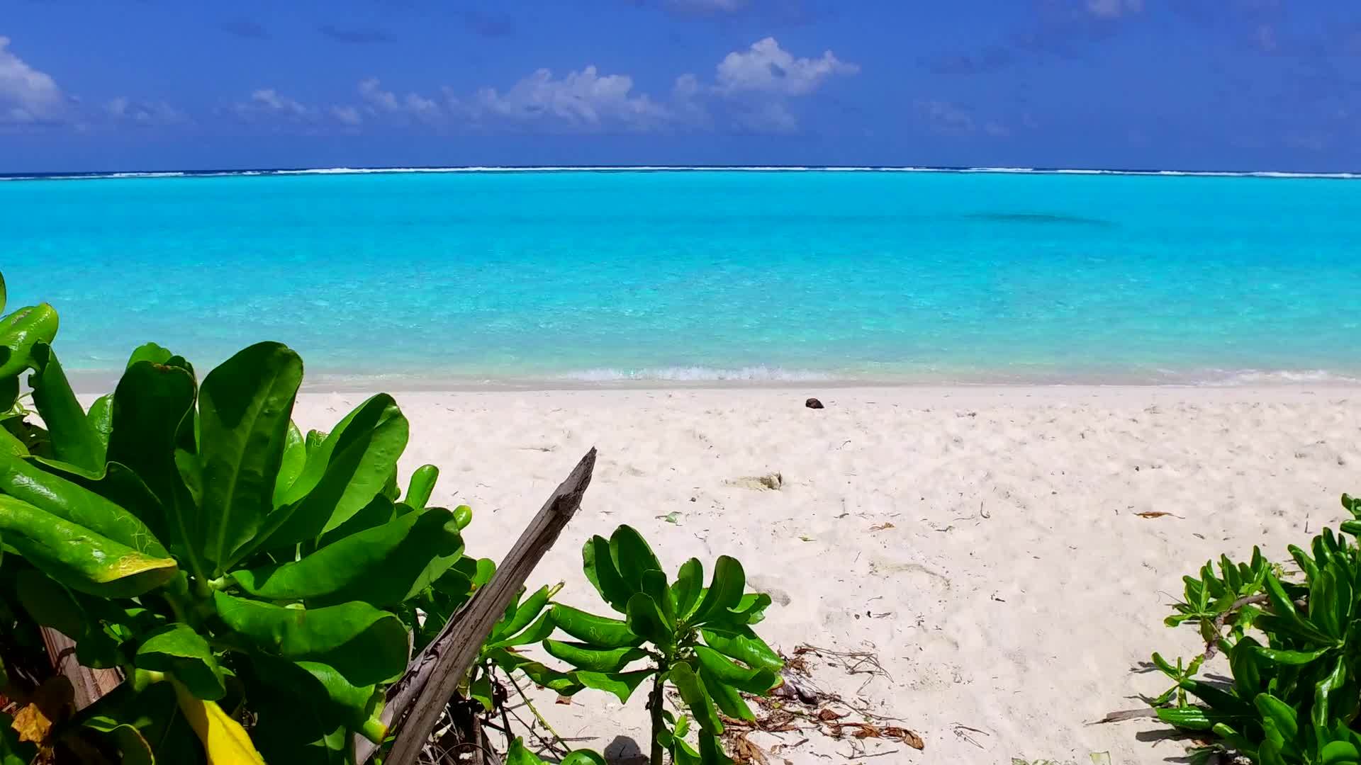 沿海海滩野生生物的阳光由环礁附近的白沙背景的松树组成视频的预览图