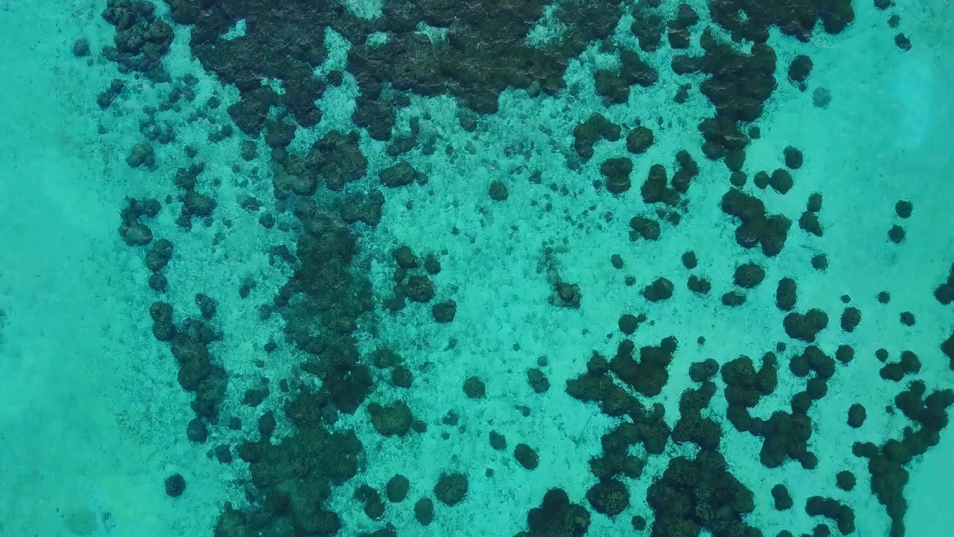 蓝水和珊瑚礁附近的沙滩视频的预览图