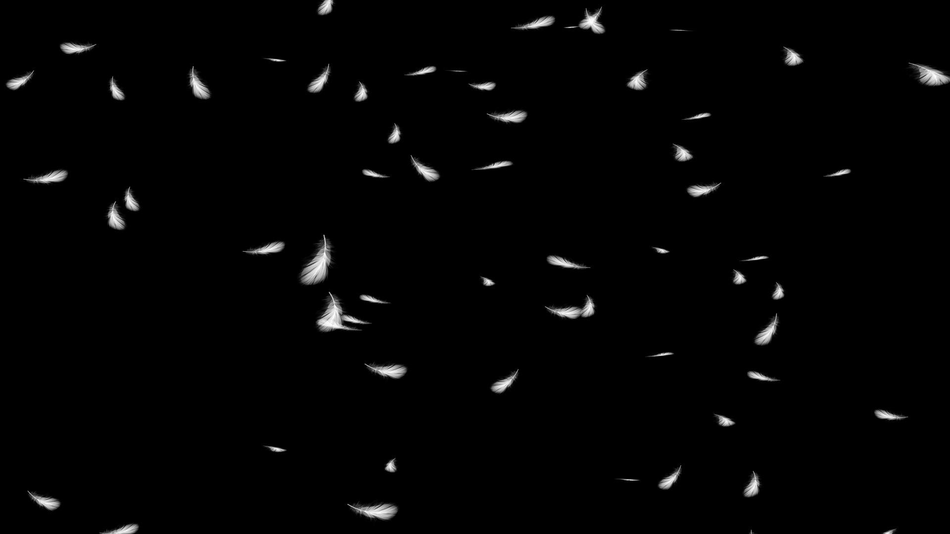 白色羽毛漂浮视频的预览图